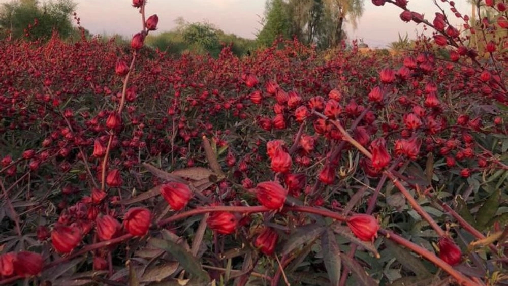 شروع برداشت چای ترش صادراتی کرمان