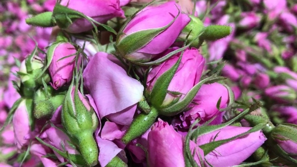 فروش ویژه غنچه گل محمدی
