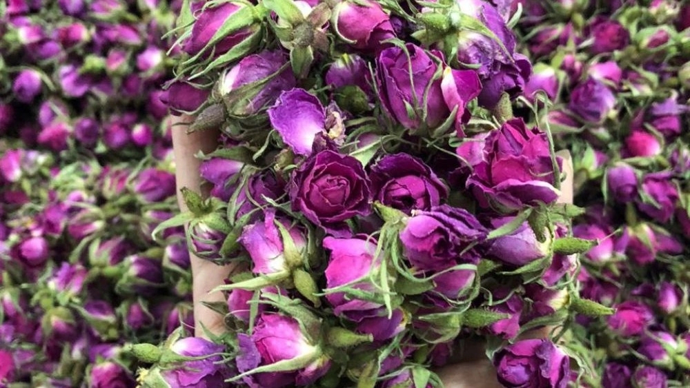 Exports of Mohammadi Gol Mohammadi to the UAE