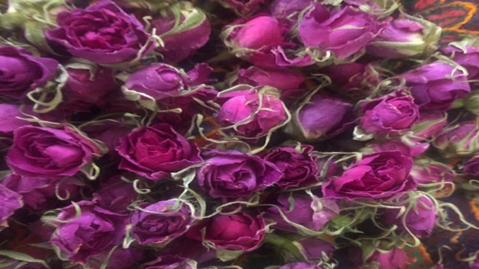 راشا رز، فروش عمده و صادرات غنچه گل محمدی و گیاهان دارویی در کرمان