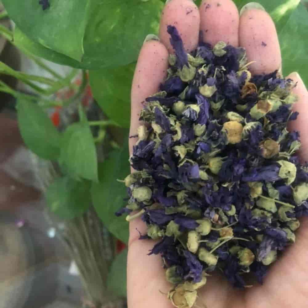 فروش عمده پنیرک