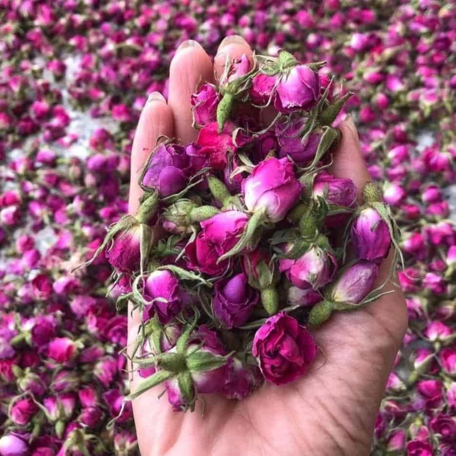 غنچه گل محمدی صادراتی