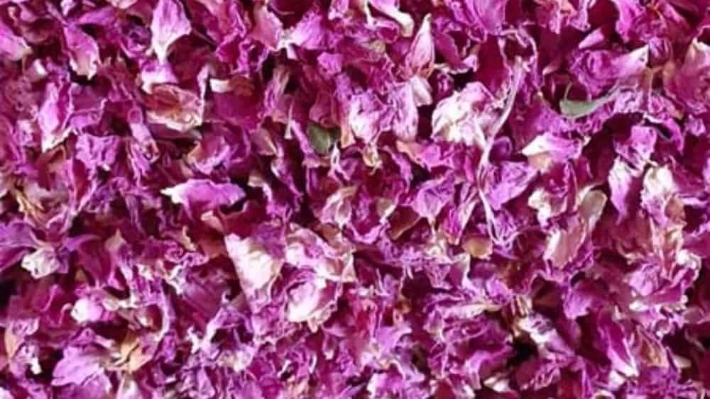 غنچه گل محمدی خشک صادراتی  تأمین مستقیم از ایران
