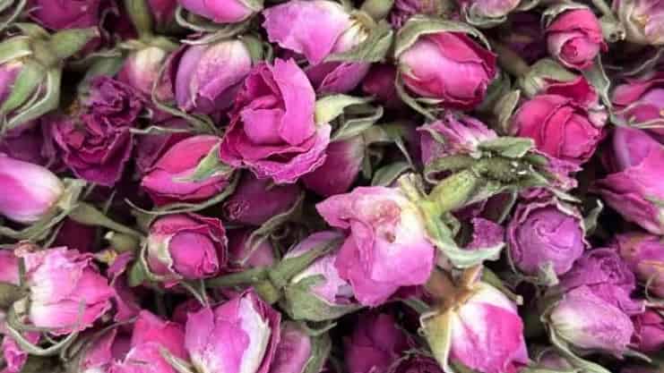 صادرات غنچه گل محمدی ارگانیک