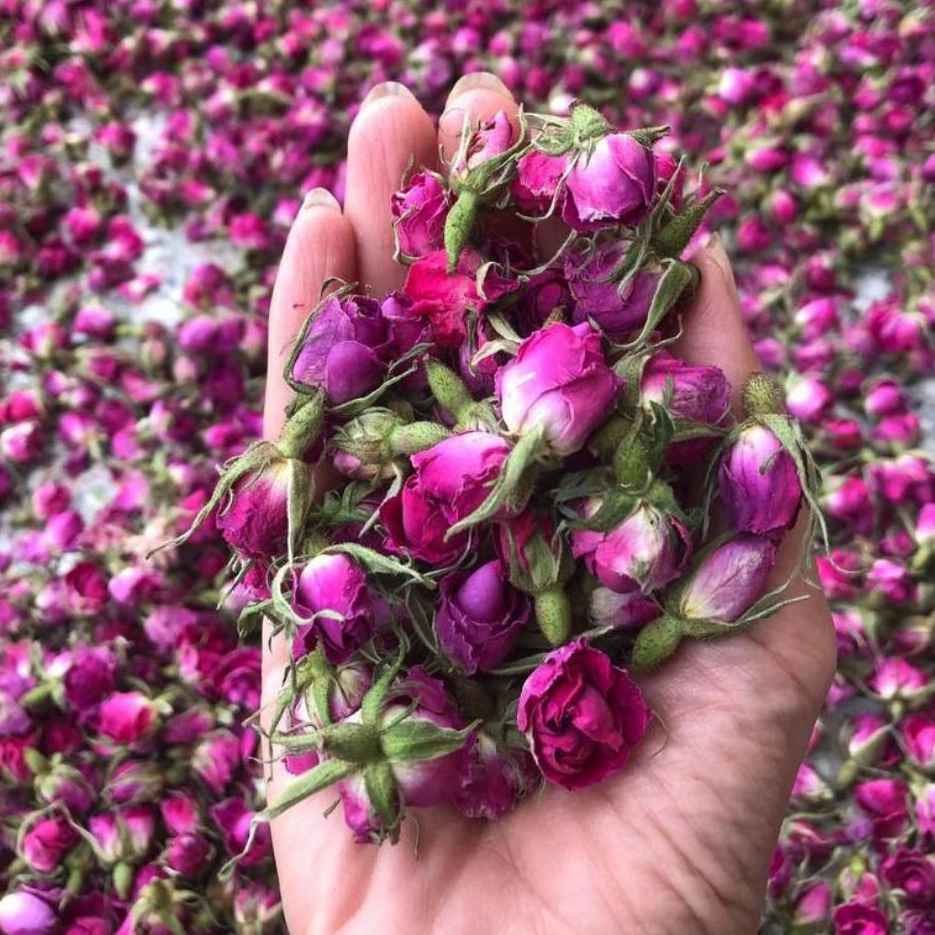 غنچه گل محمدی صادراتی