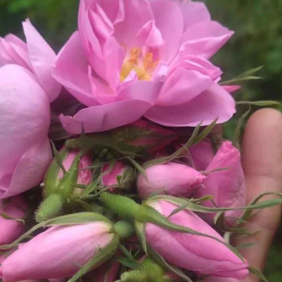 غنچه گل محمدی