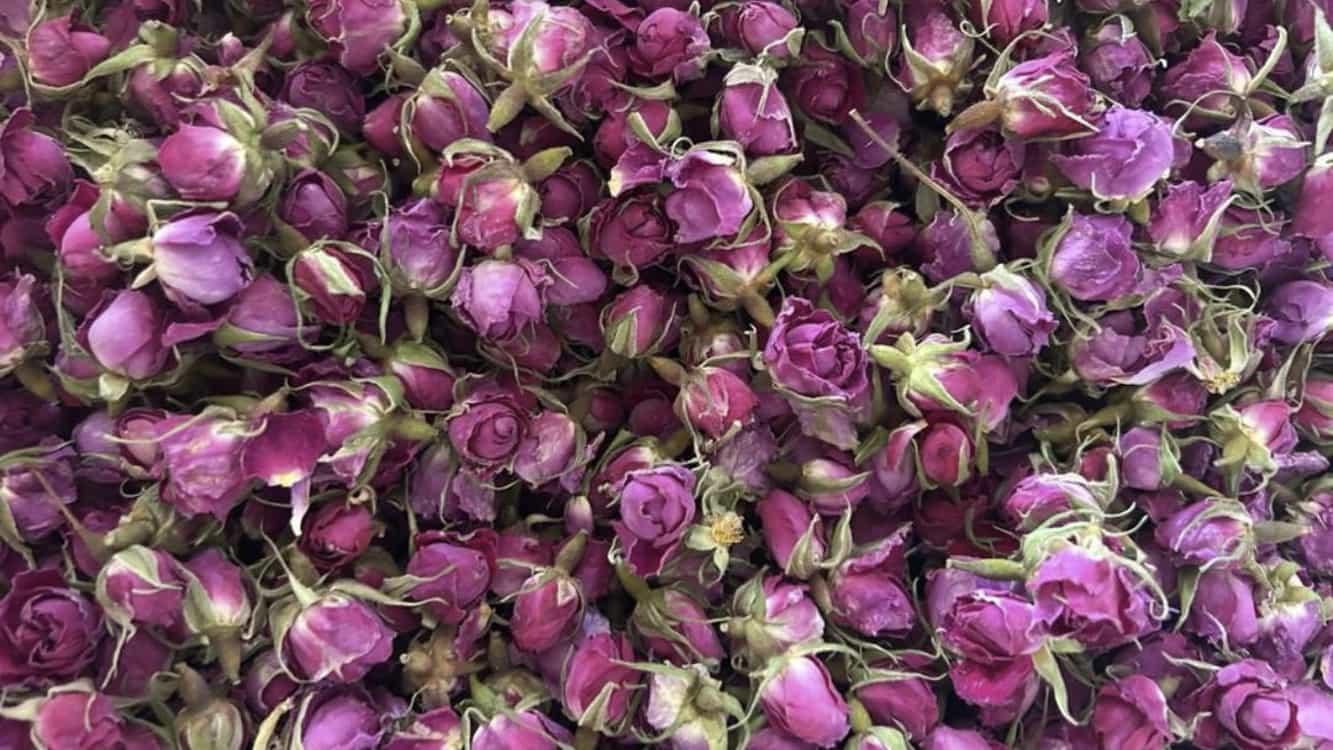 غنچه گل محمدی اعلا با قیمت مناسب