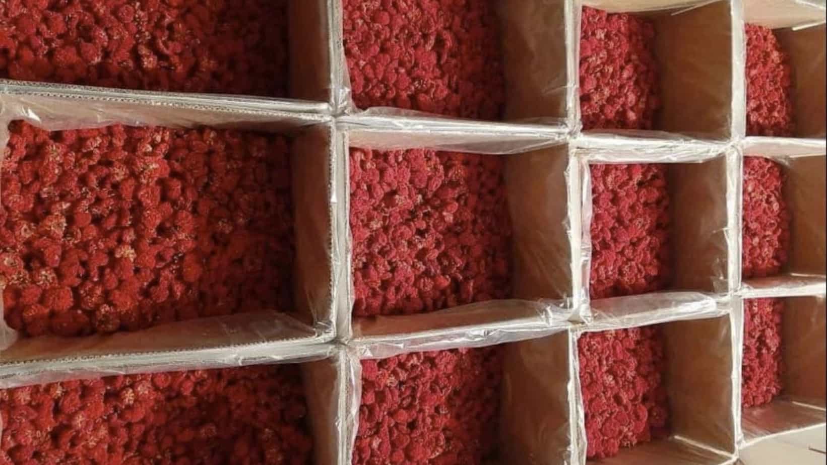 فروش ویژه گلنار فارسی به قیمت استثنایی