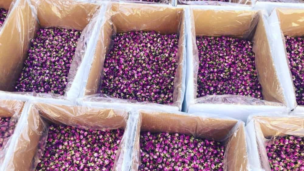 فواید دمنوش گل محمدی برای آرامش اعصاب