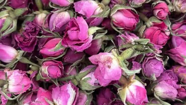 صادرات غنچه گل محمدی ارگانیک