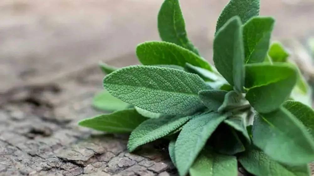 مریم گلی تازه با قیمت مناسب