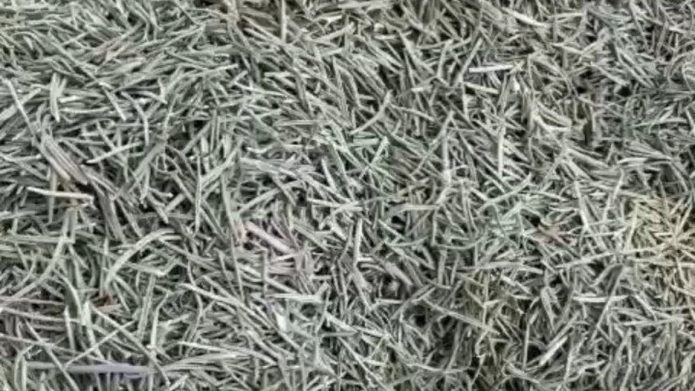 Rosemary special sale at a reasonable price Rosemary special sale at a reasonable price