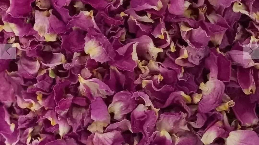 Flower Mohammadi Flower at Affordable Price Flower Mohammadi Flower at Affordable Price