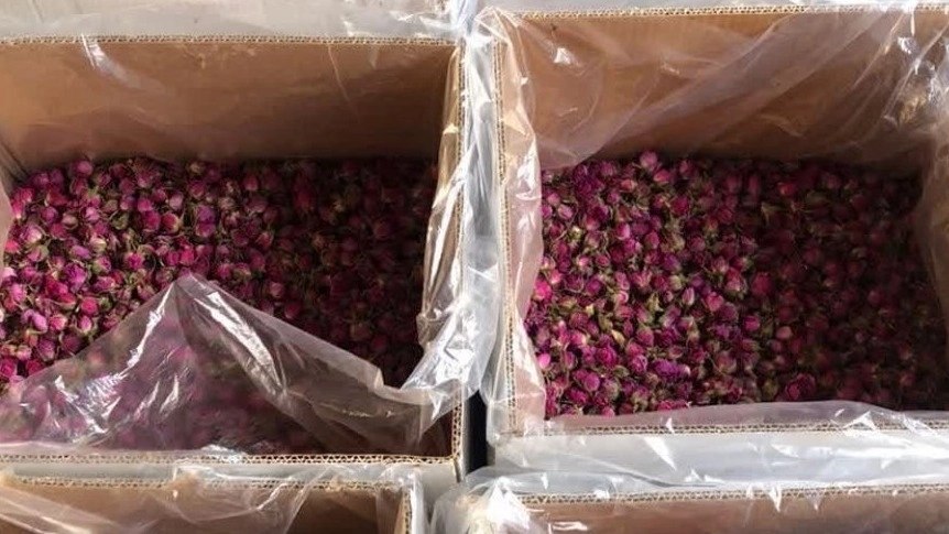 Major Sales of Mohammadi Laleh Zar Flower at Affordable Price Major Sales of Mohammadi Laleh Zar Flower at Affordable Price